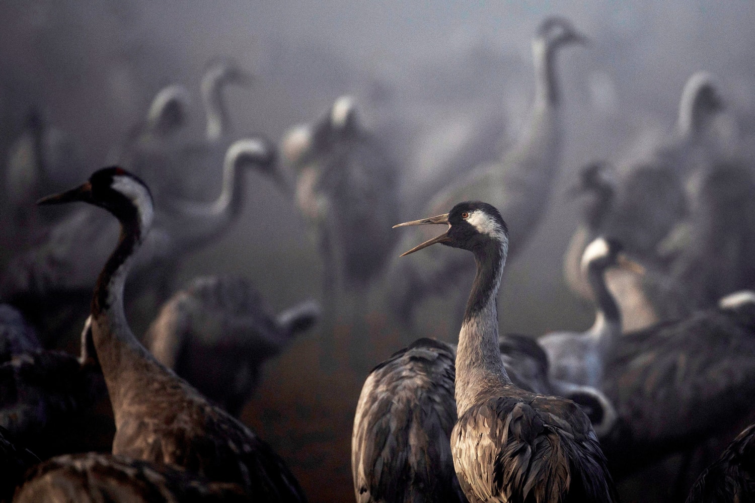 Bird flu kills thousands of cranes, forces slaughter of hundreds of thousands of chickens in Israel