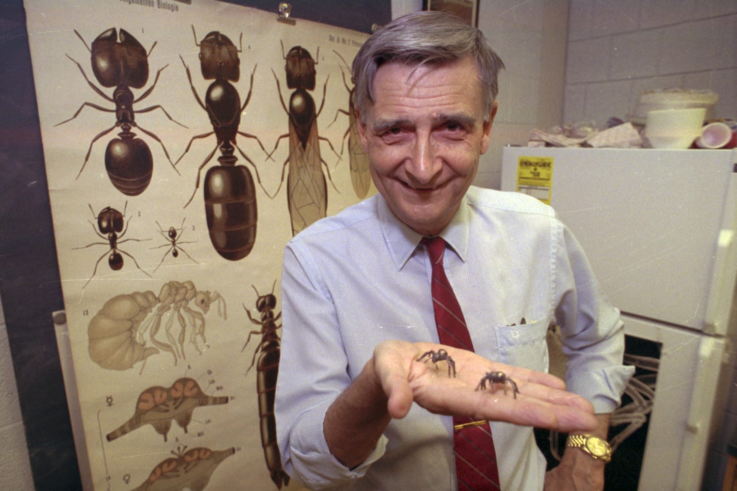 Edward O. Wilson, biologist known as ‘ant man’ and ‘Darwin’s natural heir,’ dies at 92