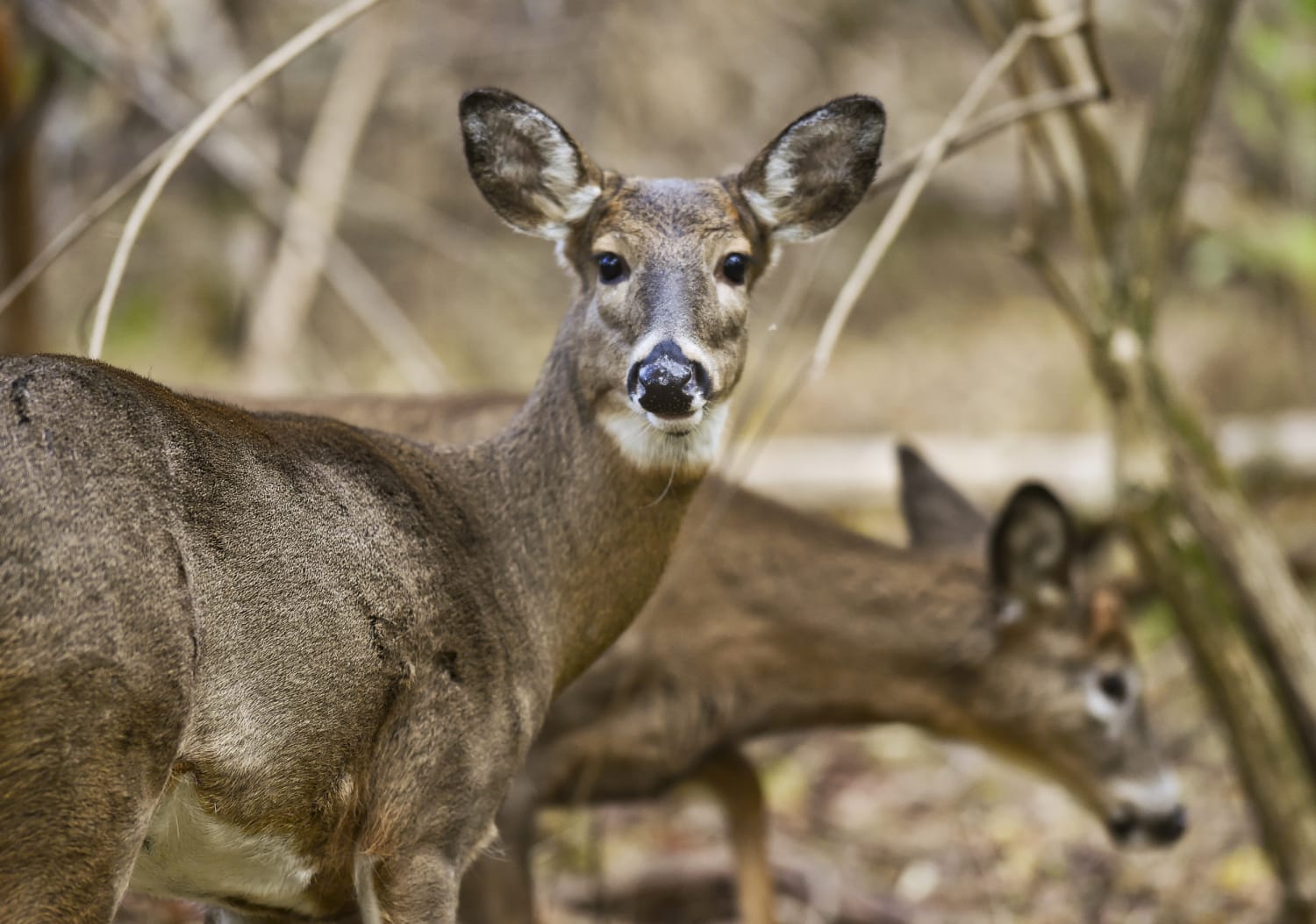‘Very unsettling’: Scientists see troubling signs in humans spreading Covid to deer