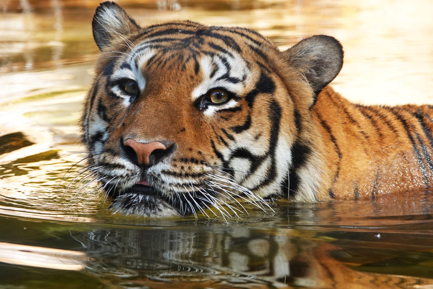 211229 Malayan Tiger Eko naples zoo ac 1130p de0bf4