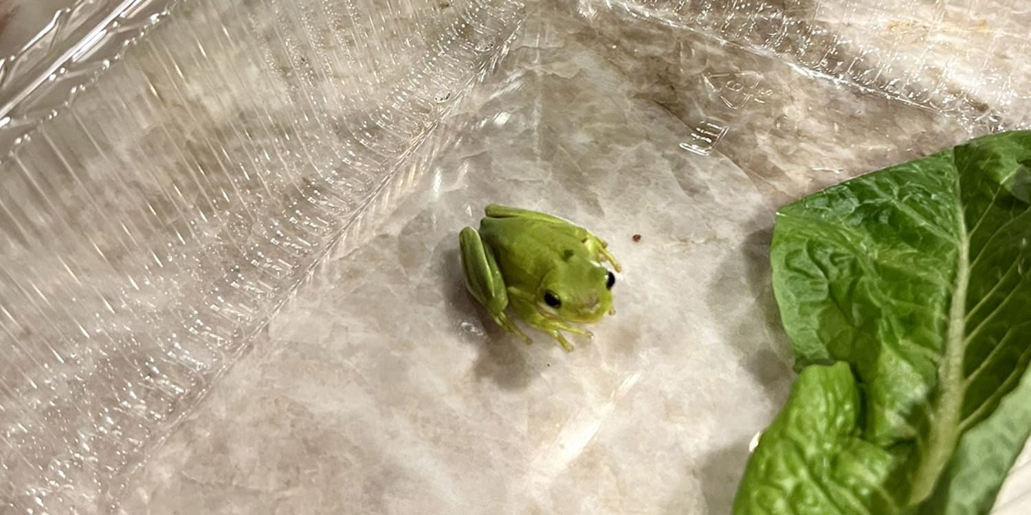 Man Finds 'Adorable' Tree Frog in His Romaine Lettuce