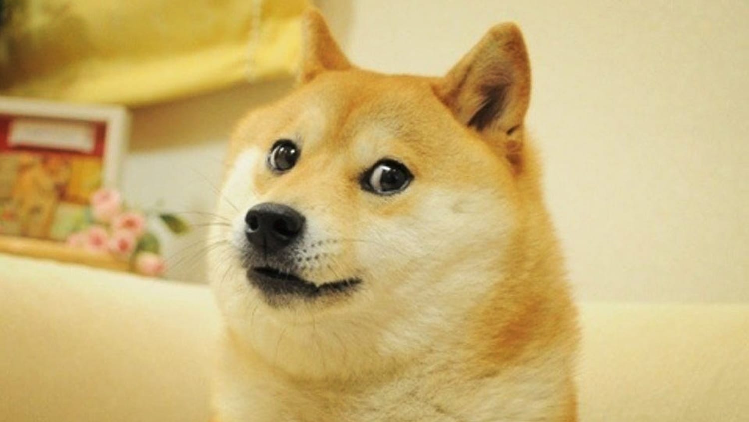 Kapuso, il cane dietro il meme internet “dog”, è morto.