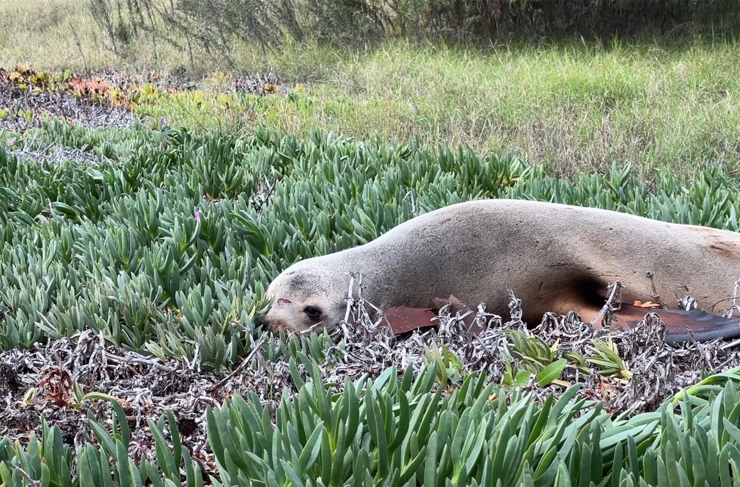 Sea lion lost on San Diego freeway released back into ocean