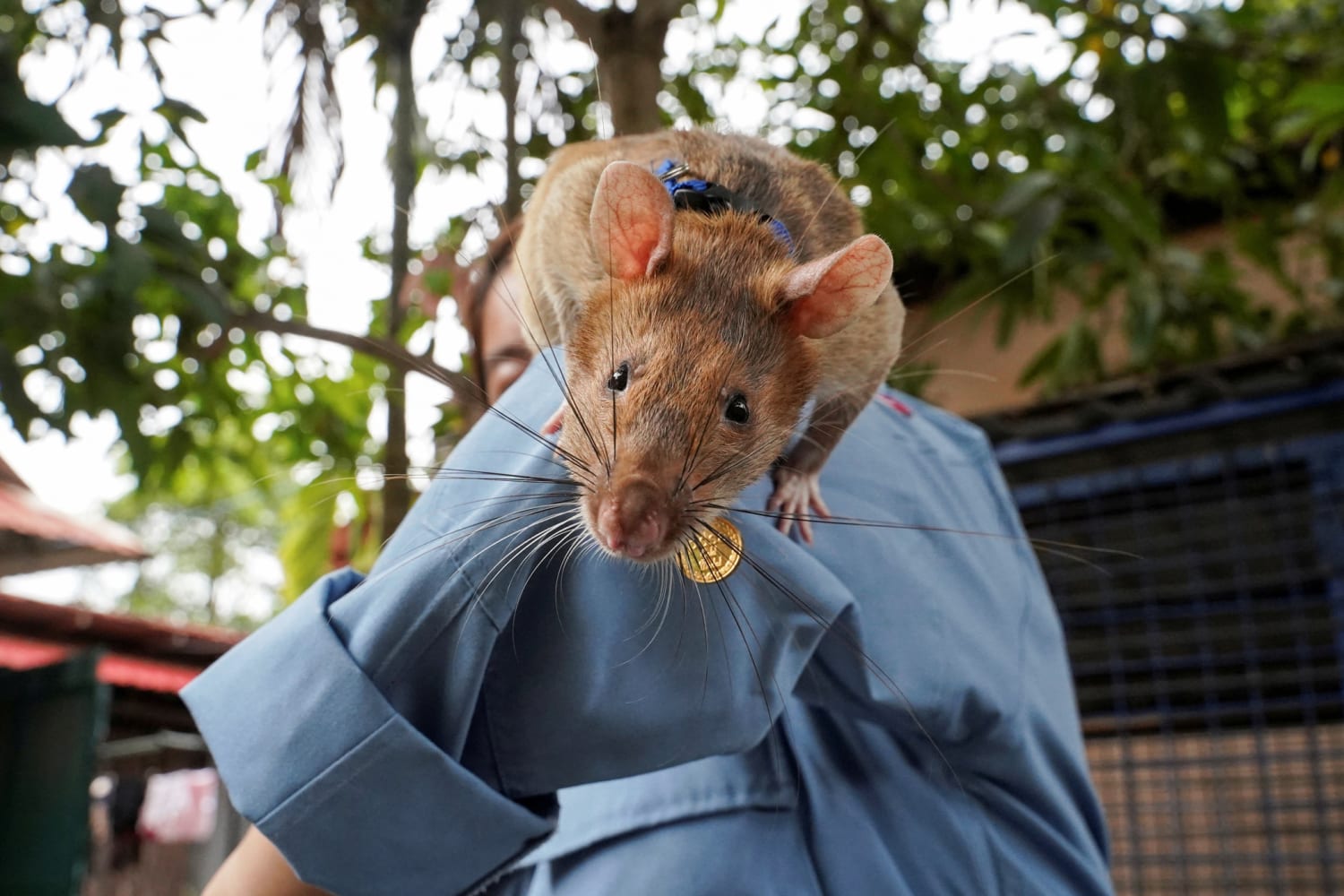 'Hero rat' renowned for record-breaking Cambodia land mine detection dies