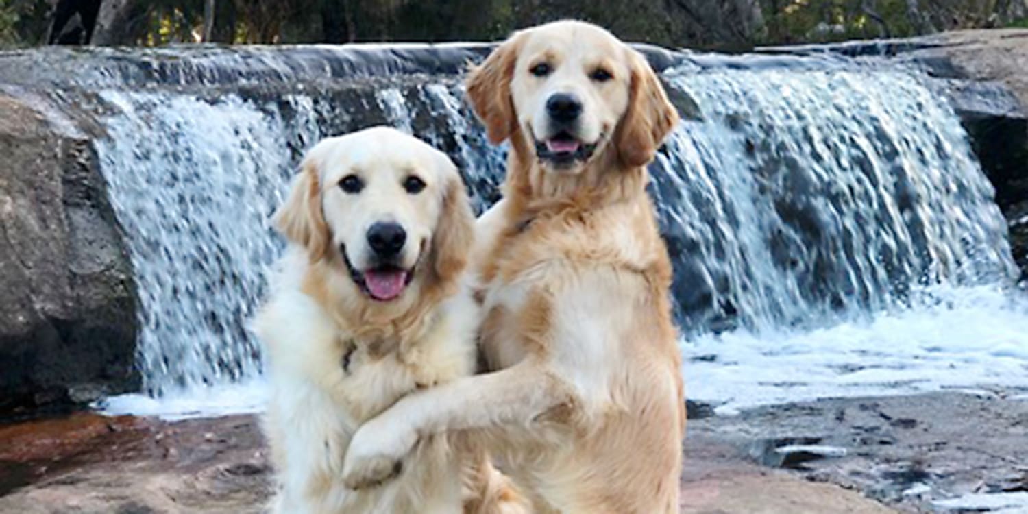 How Do You Teach Your Dog To Hug You