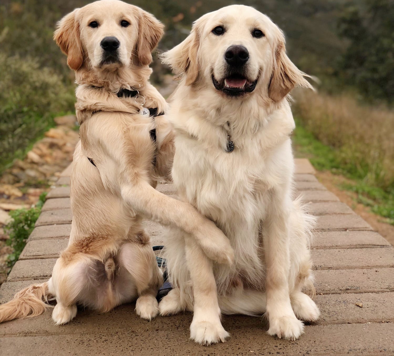 do golden retriever get along with other dogs? 2