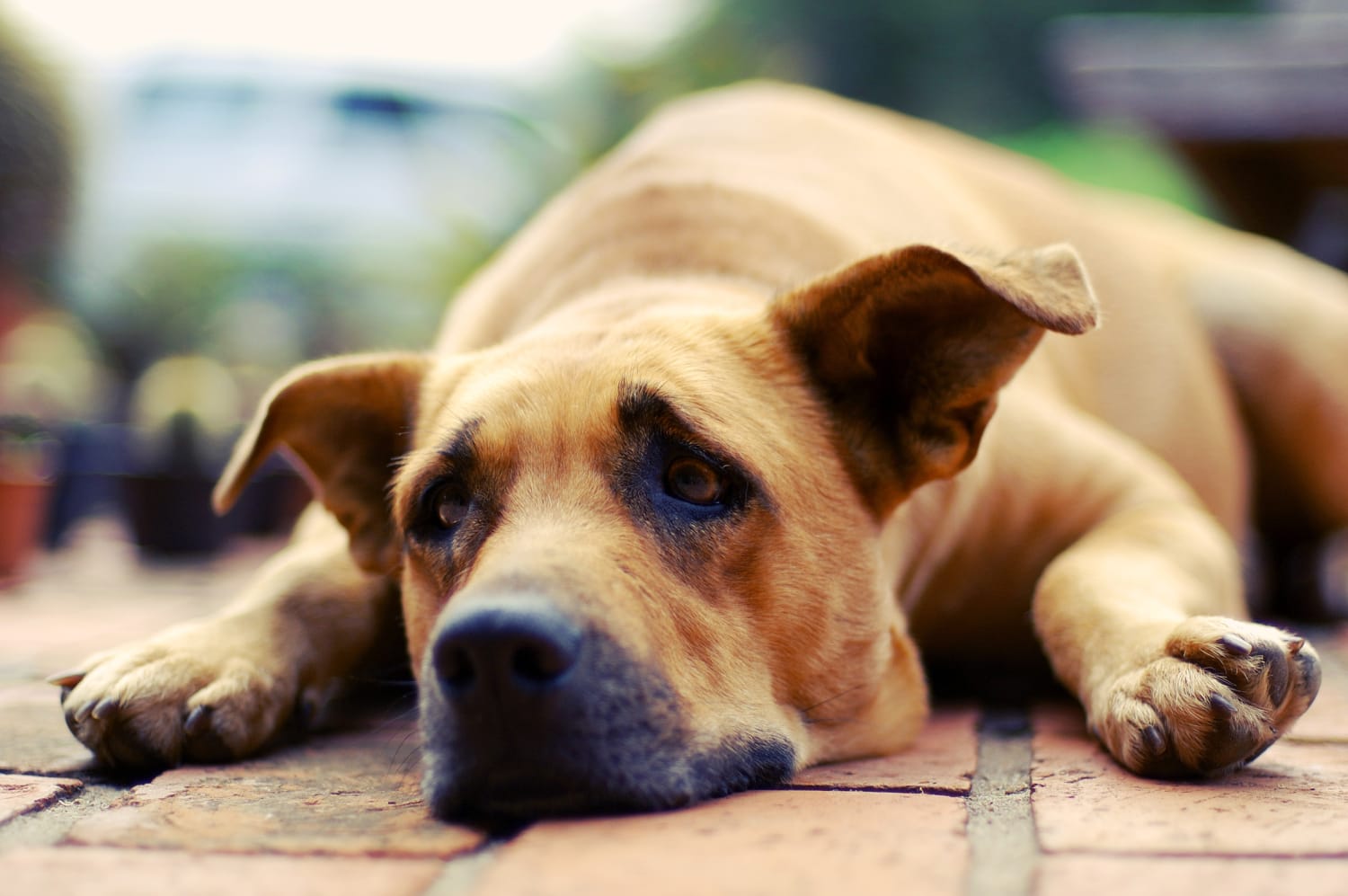 can a dog mourn the loss of a cat