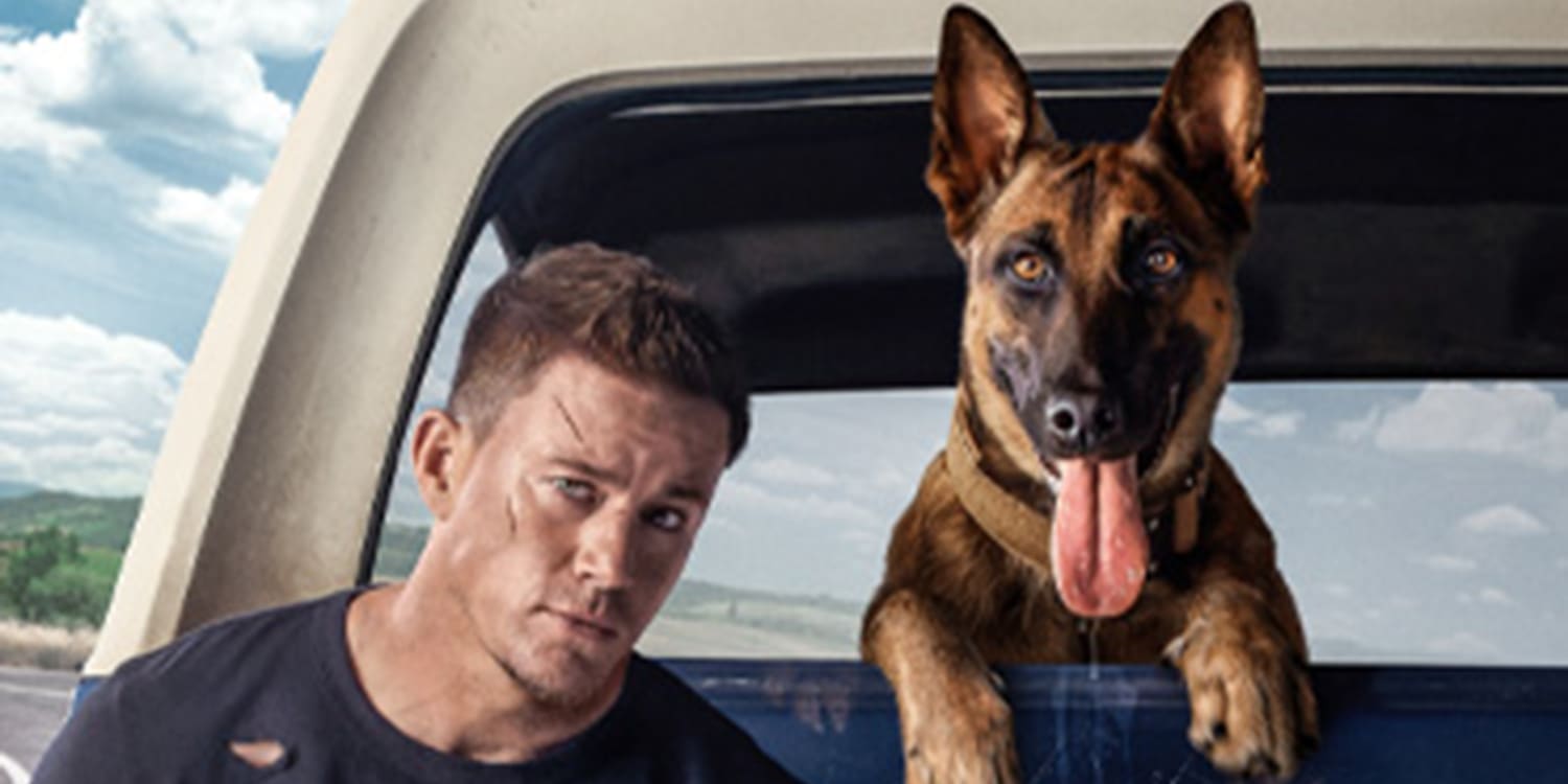 Belgian Malinois experts worry about Channing Tatum Dog movie