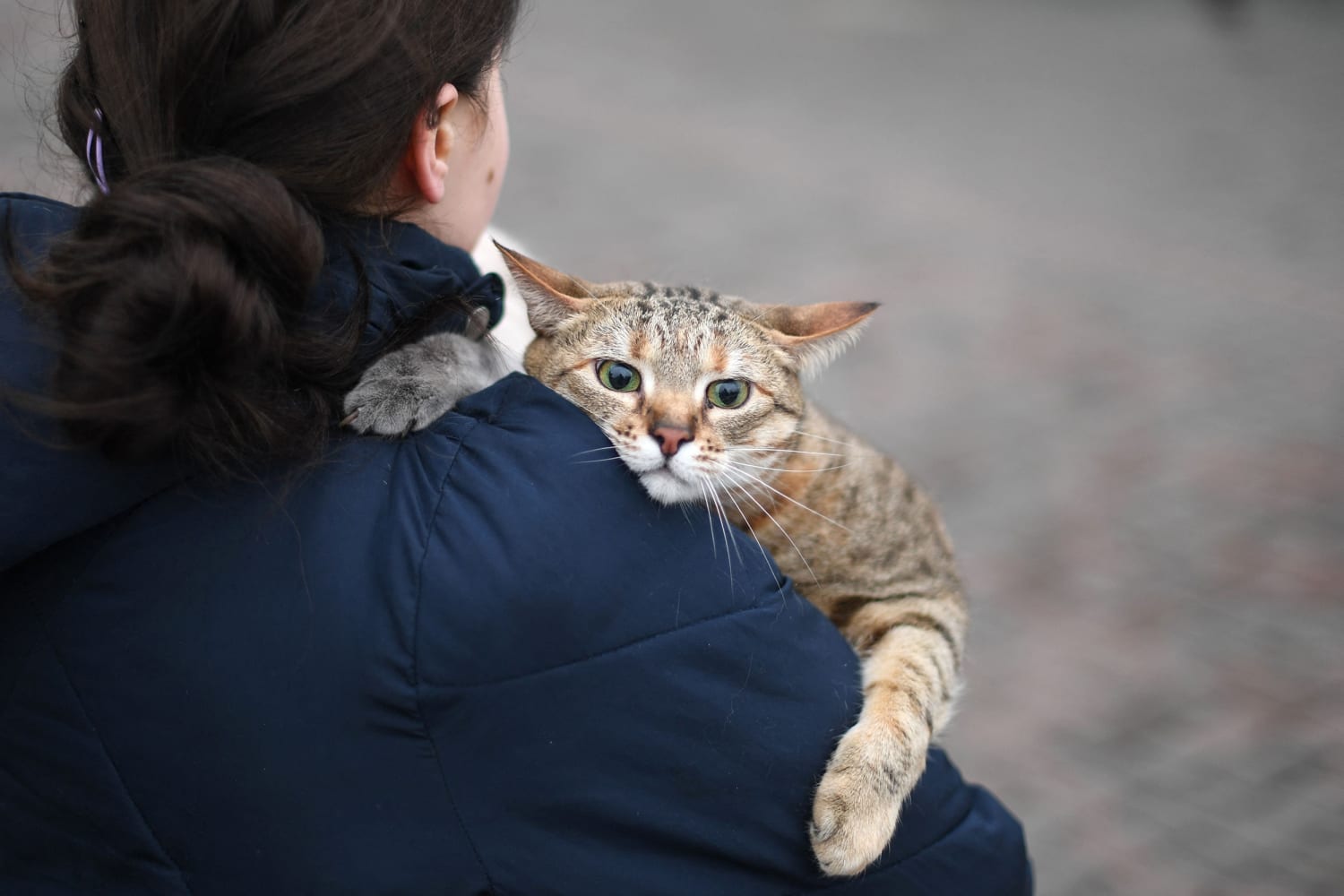 Ukrainian cat captures public's mood about war in viral photo