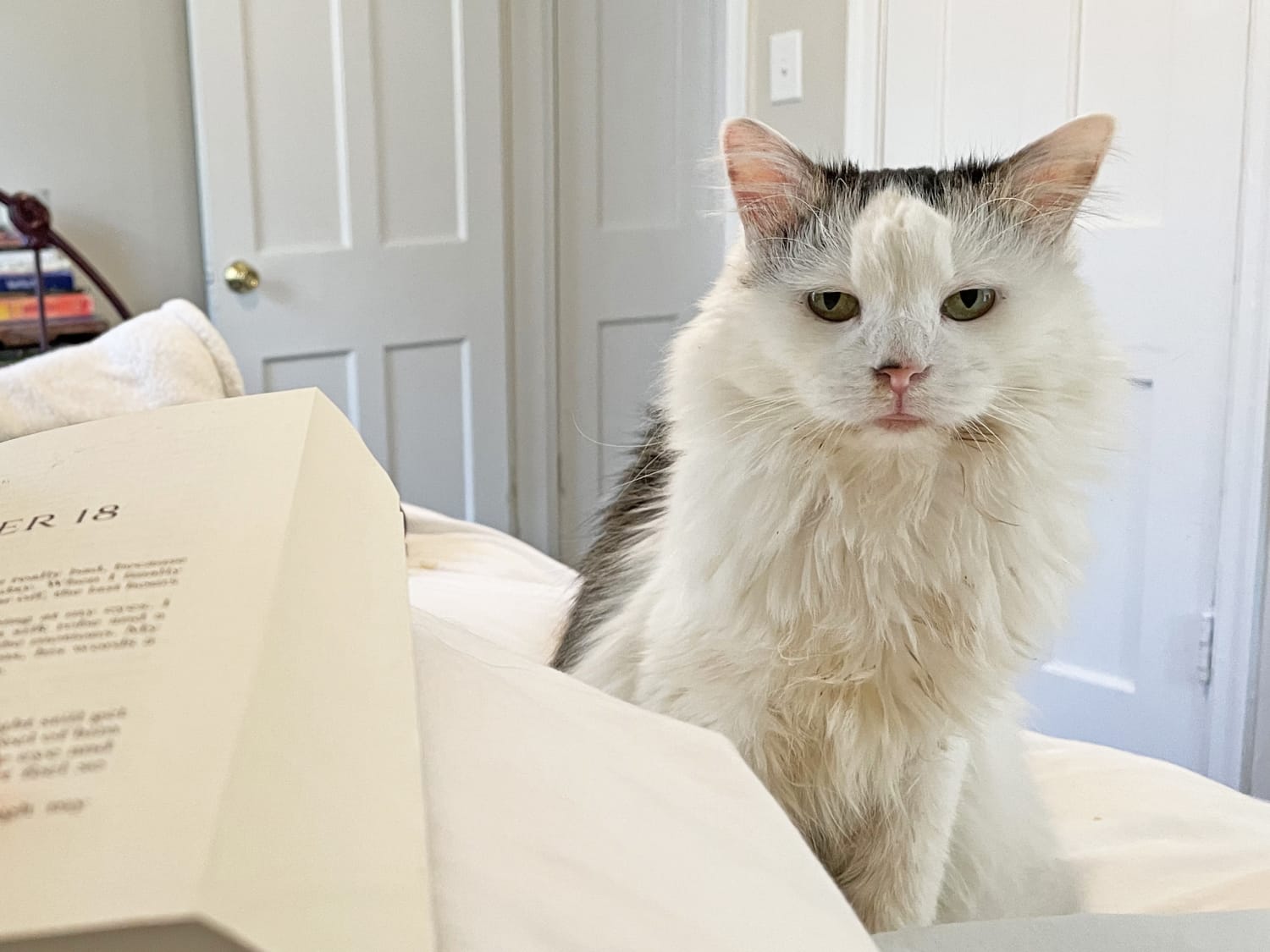 Serious question. Is this cat actually mad or it's just its face? : r/cats