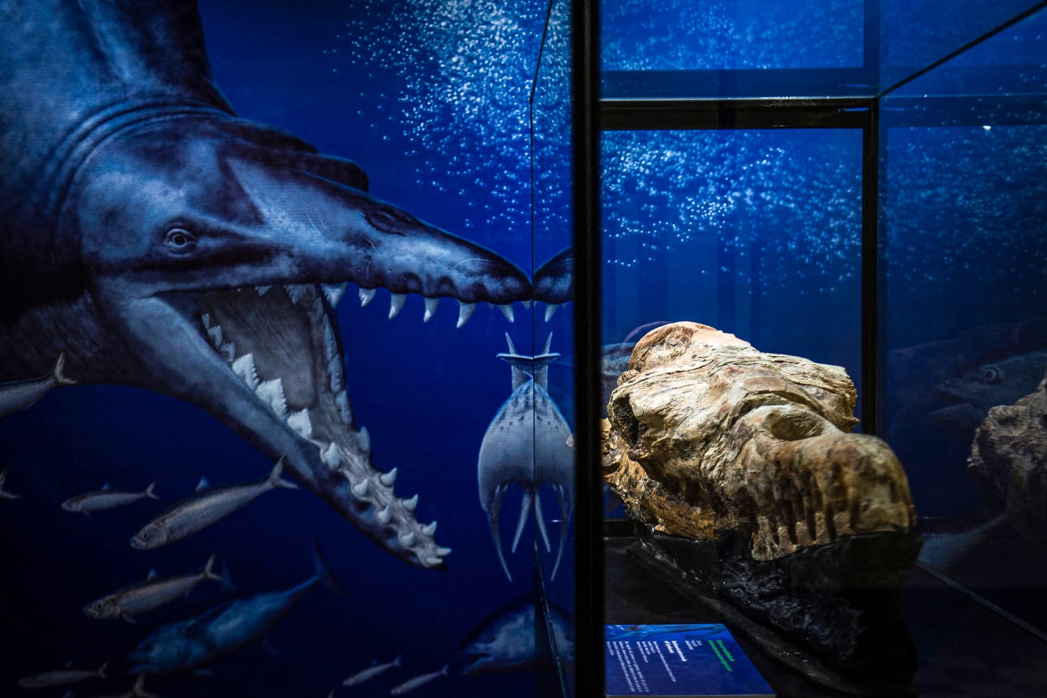 Нашли доисторический замороженную девушку 40 миллионов. Базилозавр. Древний кит Базилозавр. Морские чудовища реальные.