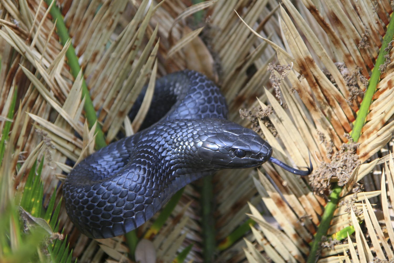 Alabama: Eastern indigo snake found in the state for just the