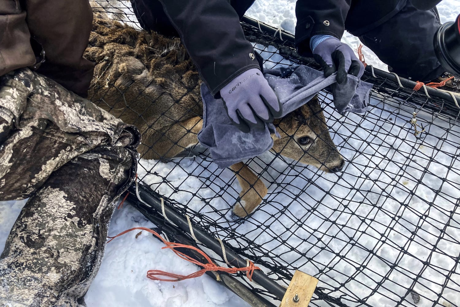 Into the wild: Animals the latest frontier in Covid-19 fight Into the wild: Animals the latest frontier in Covid-19 fight