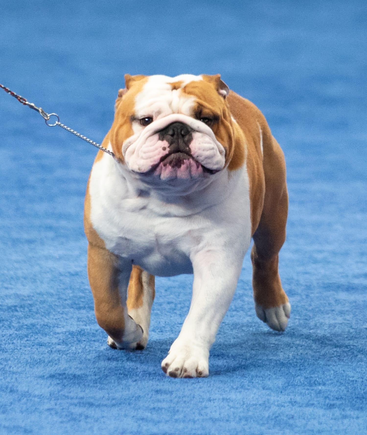 Most popular dog breed rankings are released. Many fans are not