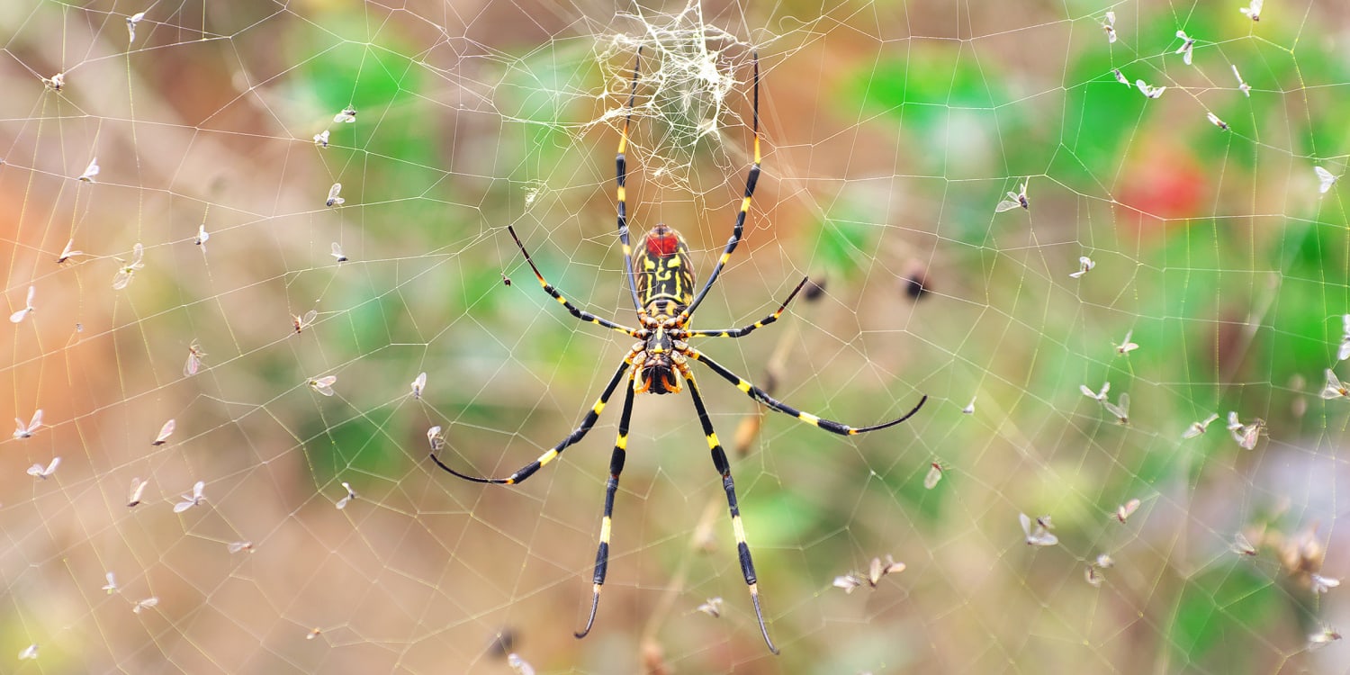 Joro spiders are invading the U.S. at an alarming rate •