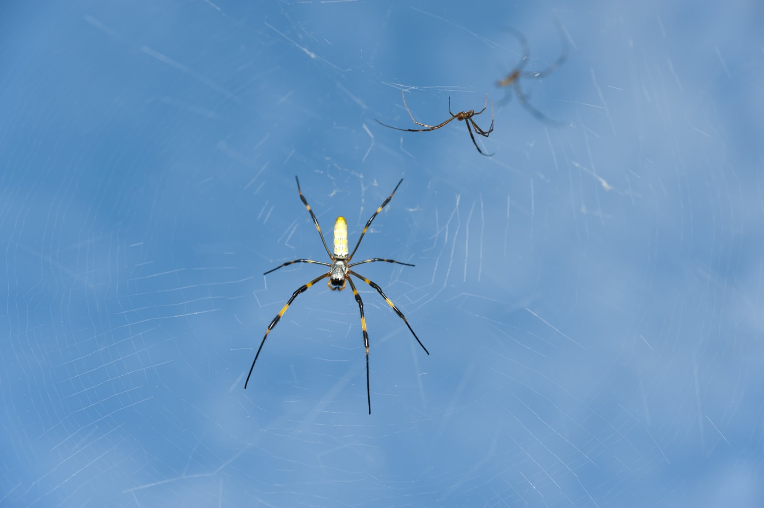 Millions of Palm-Sized Flying Spiders Could Invade the East Coast