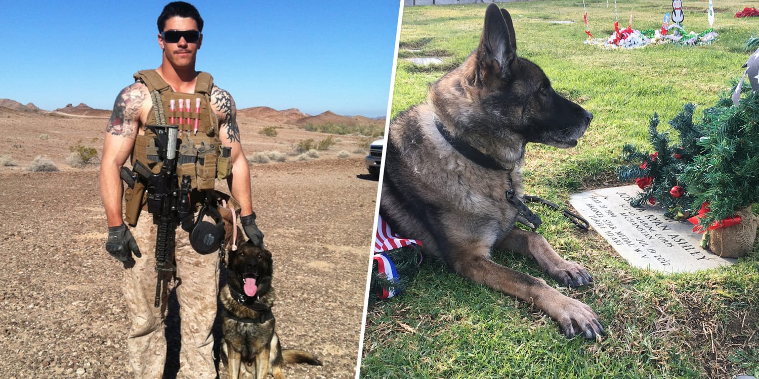 Mom Adopts Military Service Dog Son Killed In Action photo