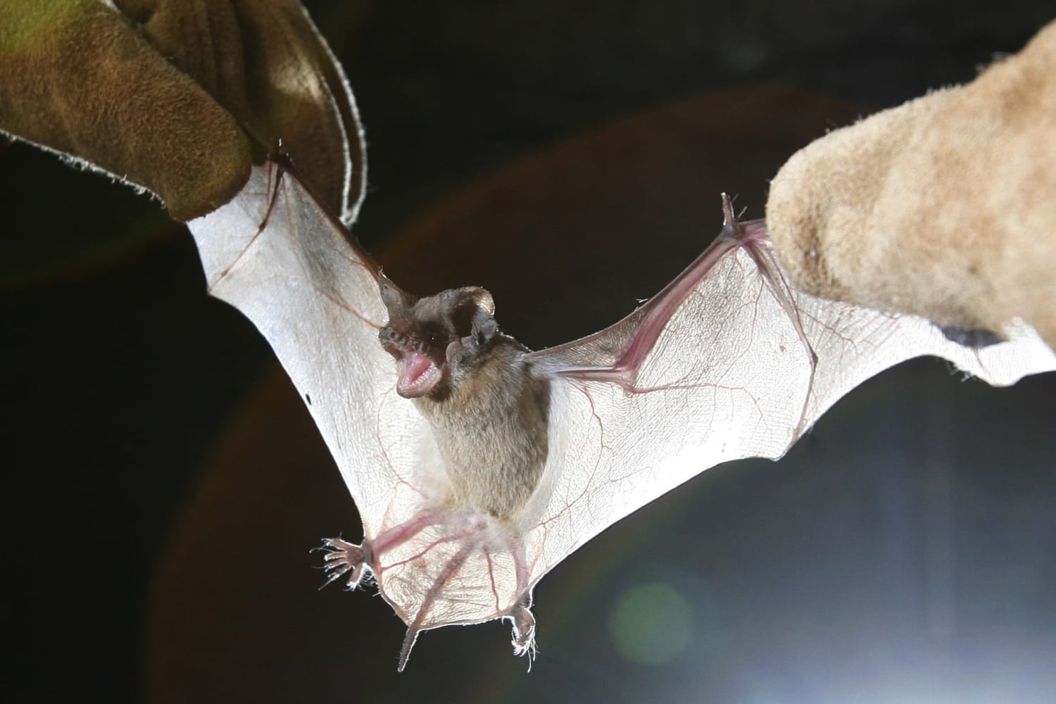 Fungus that causes fatal bat disease found in Louisiana
