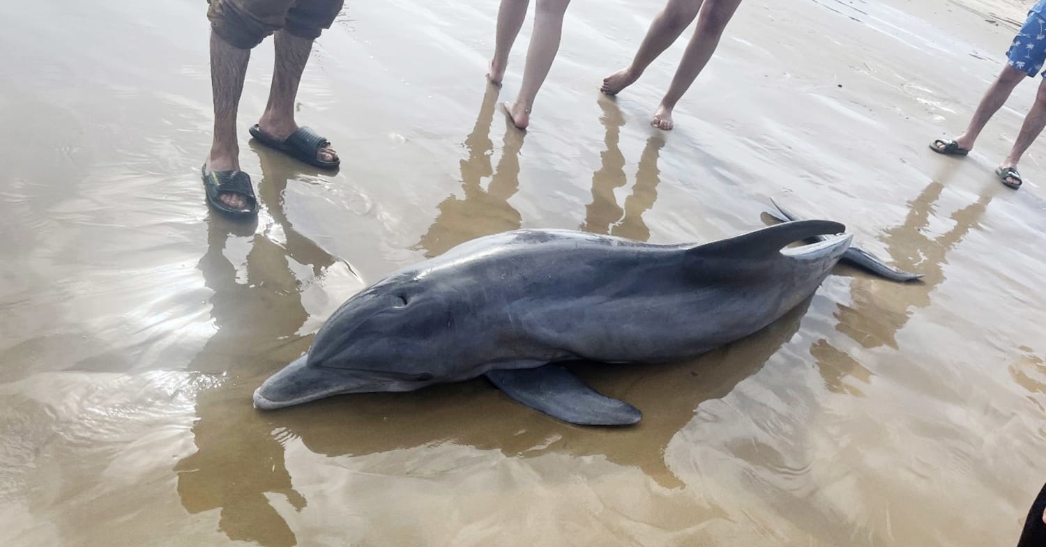 Dolphin stranded on Texas beach dies after crowd tries to ride the animal,  rescuers say