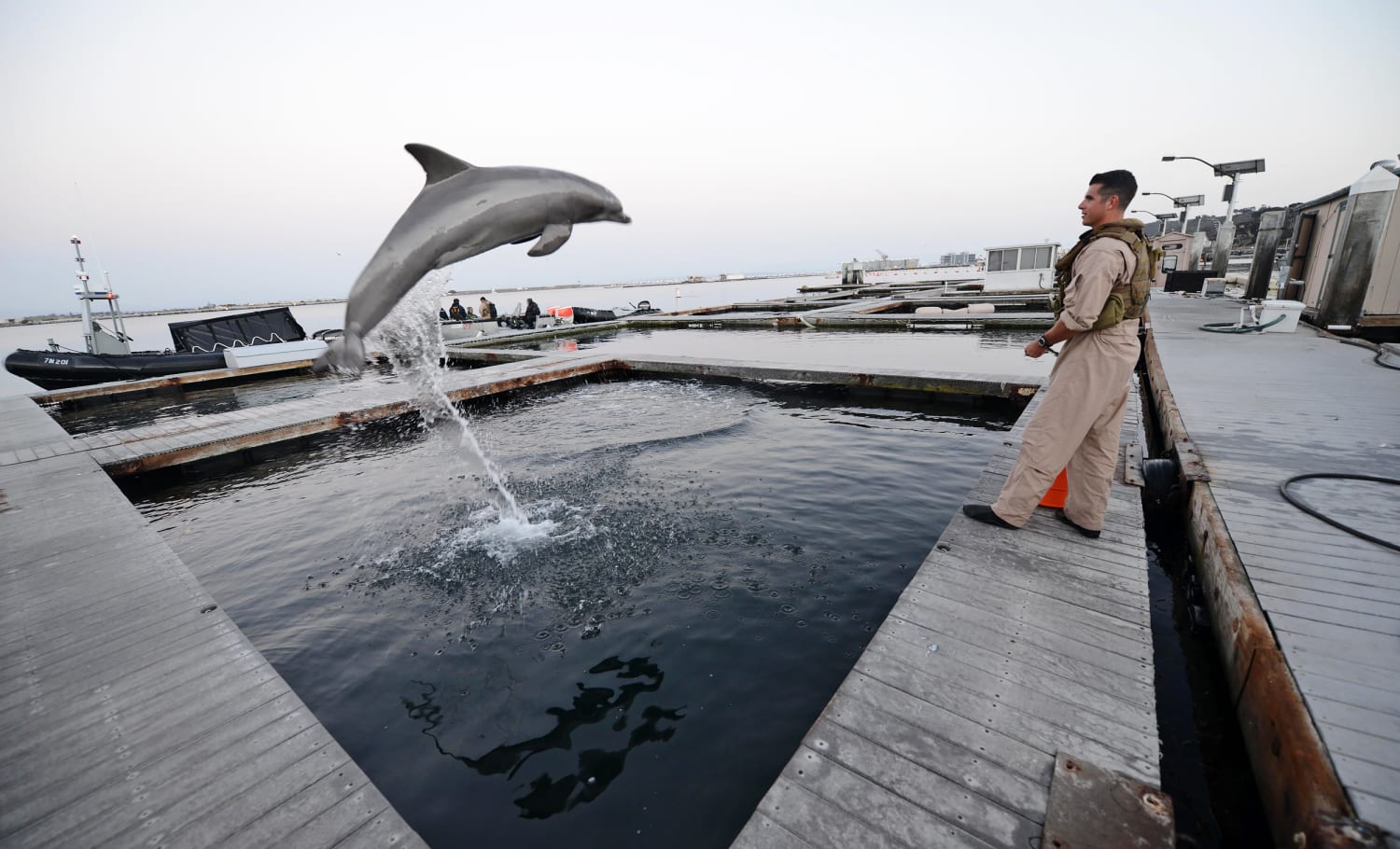 Russia's use of dolphins to guard its navy ships isn't so farfetched