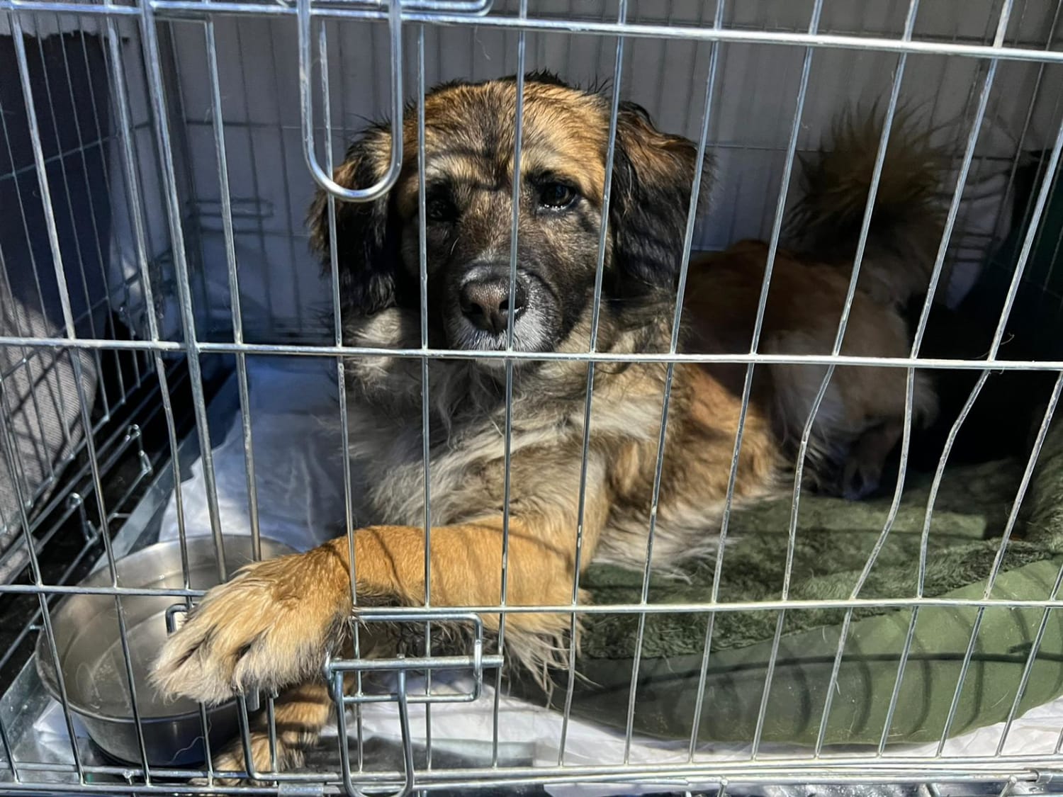 pets of Ukrainian refugees