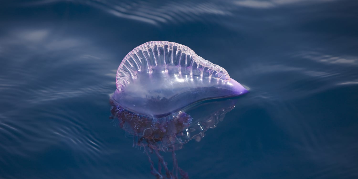 man of war jellyfish sting