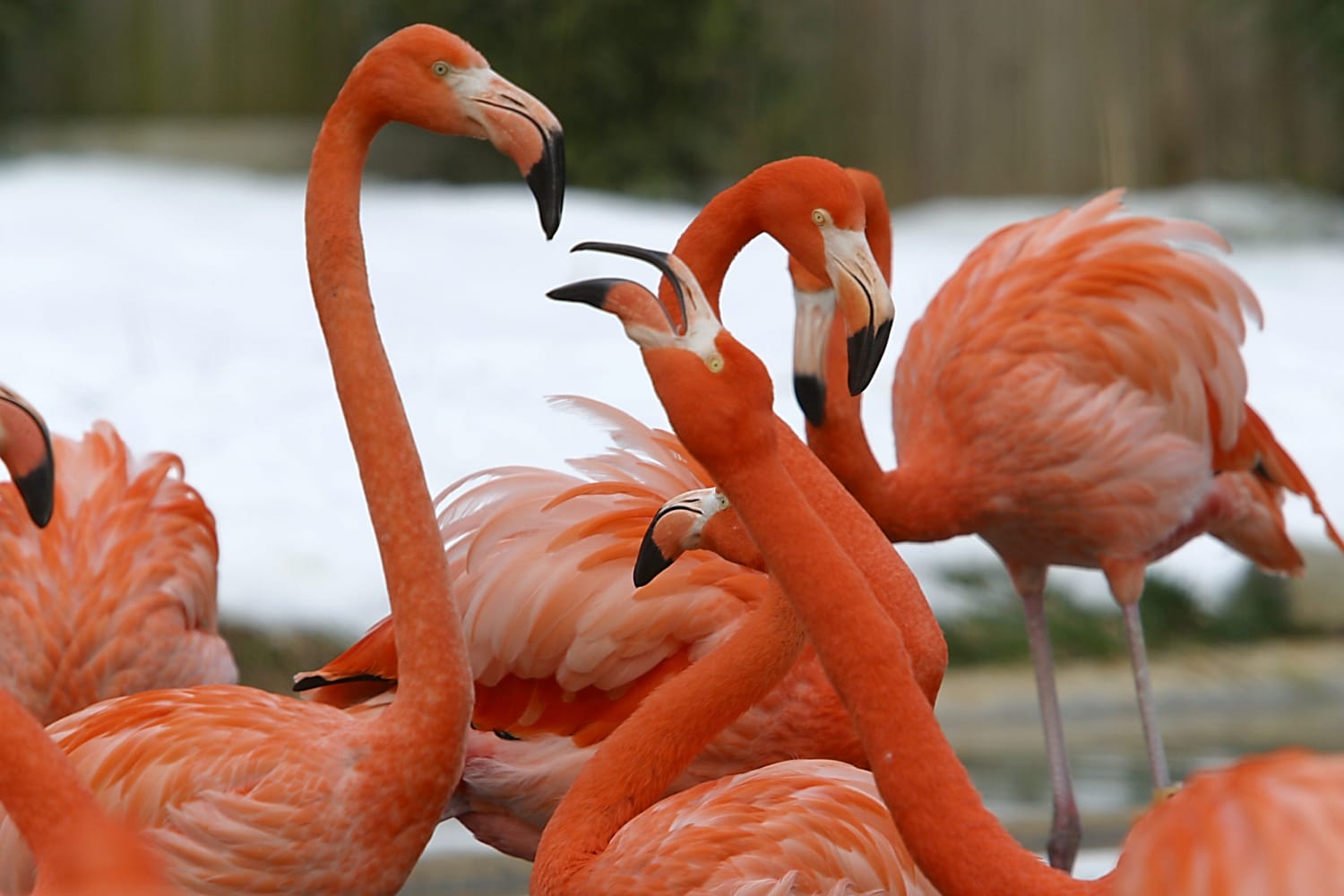 red flamingos