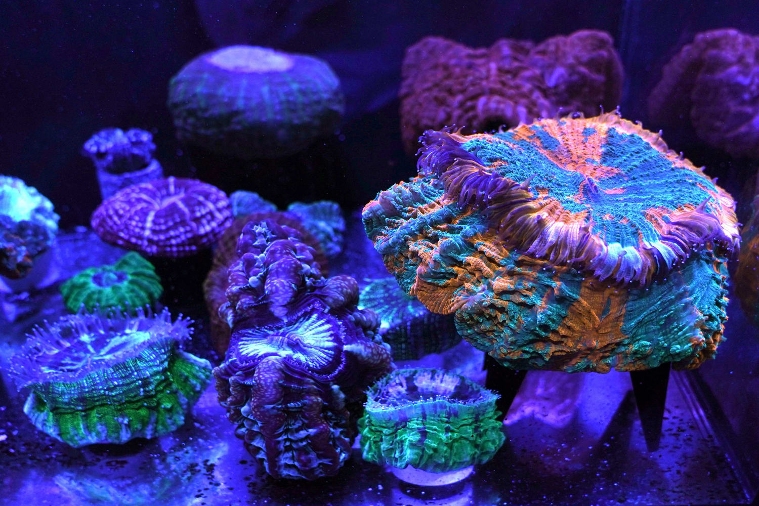 10 most beautiful coral reefs world