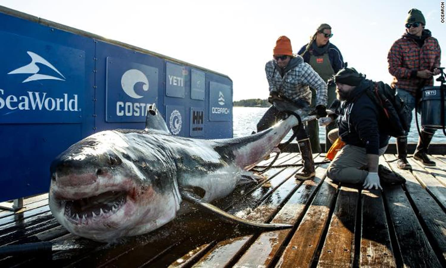 Biggest Great White Shark Ever Caught In The World