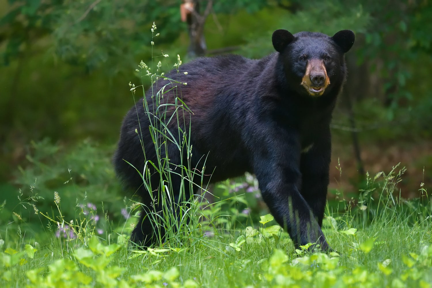 Maine woman punches bear that chased her dog; bear bites back