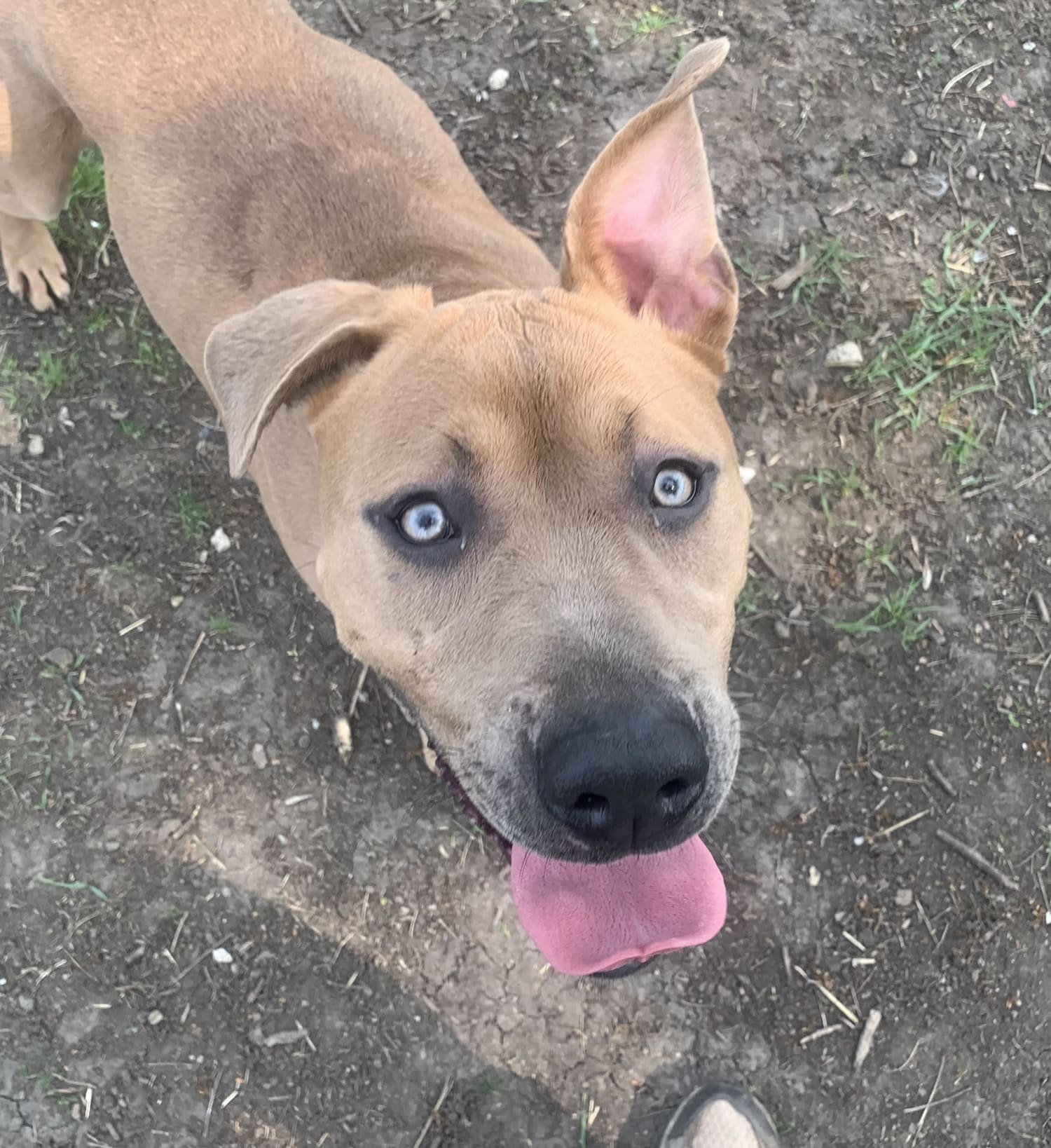 Creative dog names that animal shelters use to help pets get adopted