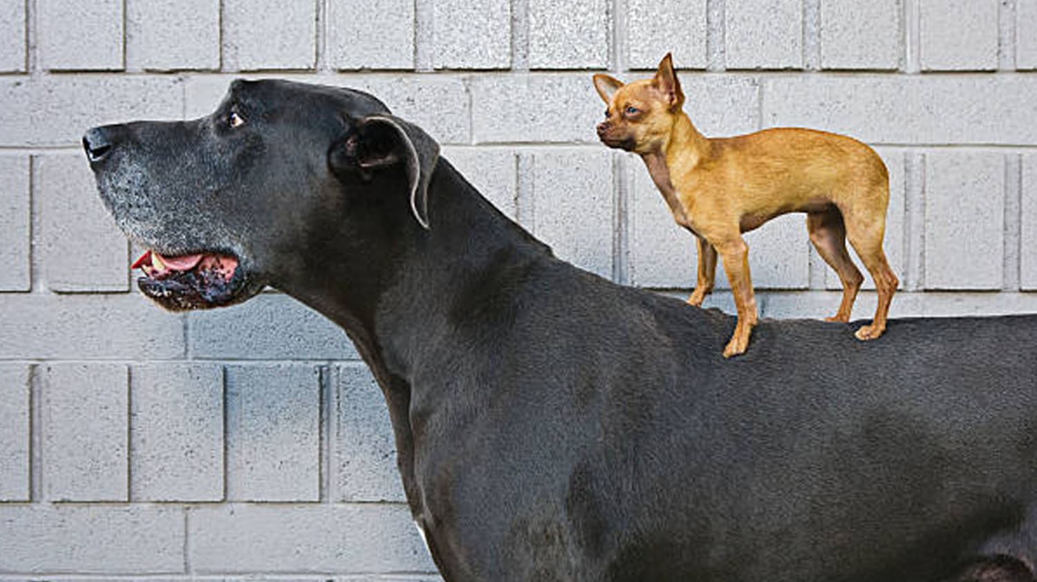 Zeus: El perro más alto del mundo es gran danés y vive en EE.UU., image size:1500x842