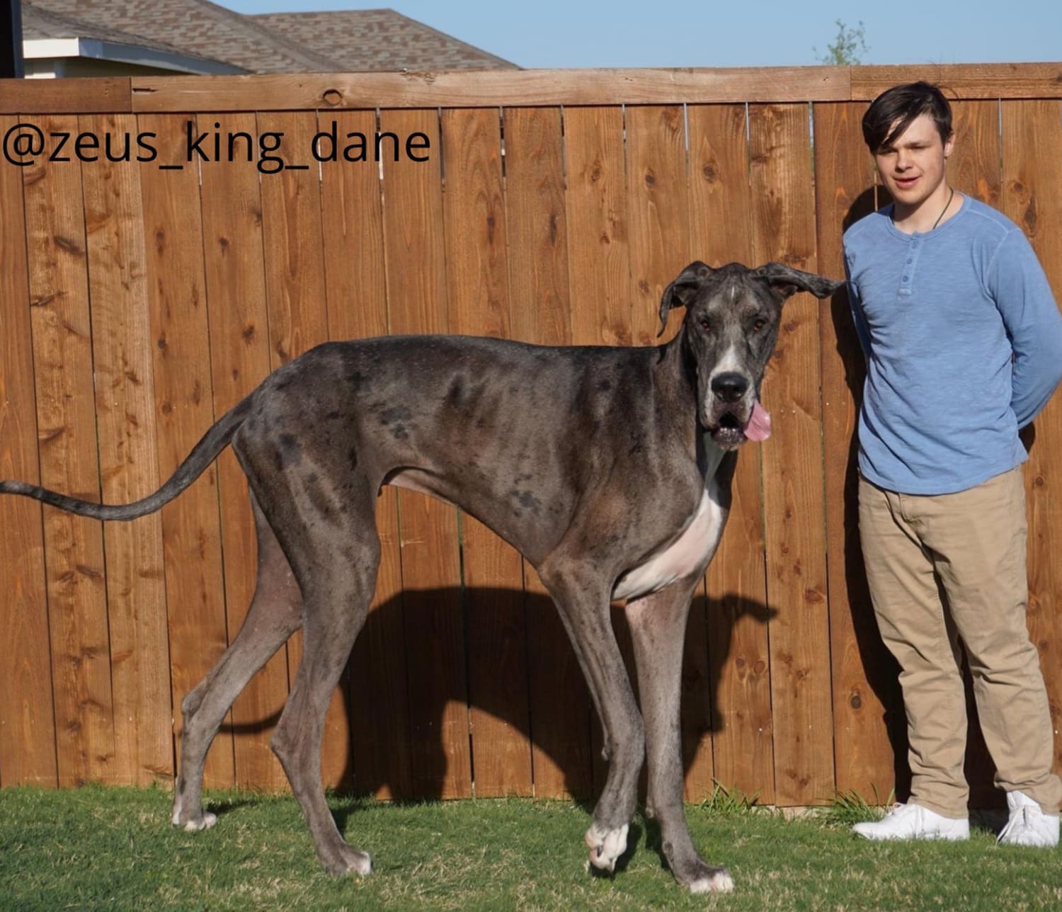 World's tallest living dog is Zeus, a Great Dane, according to Guinness  World Records