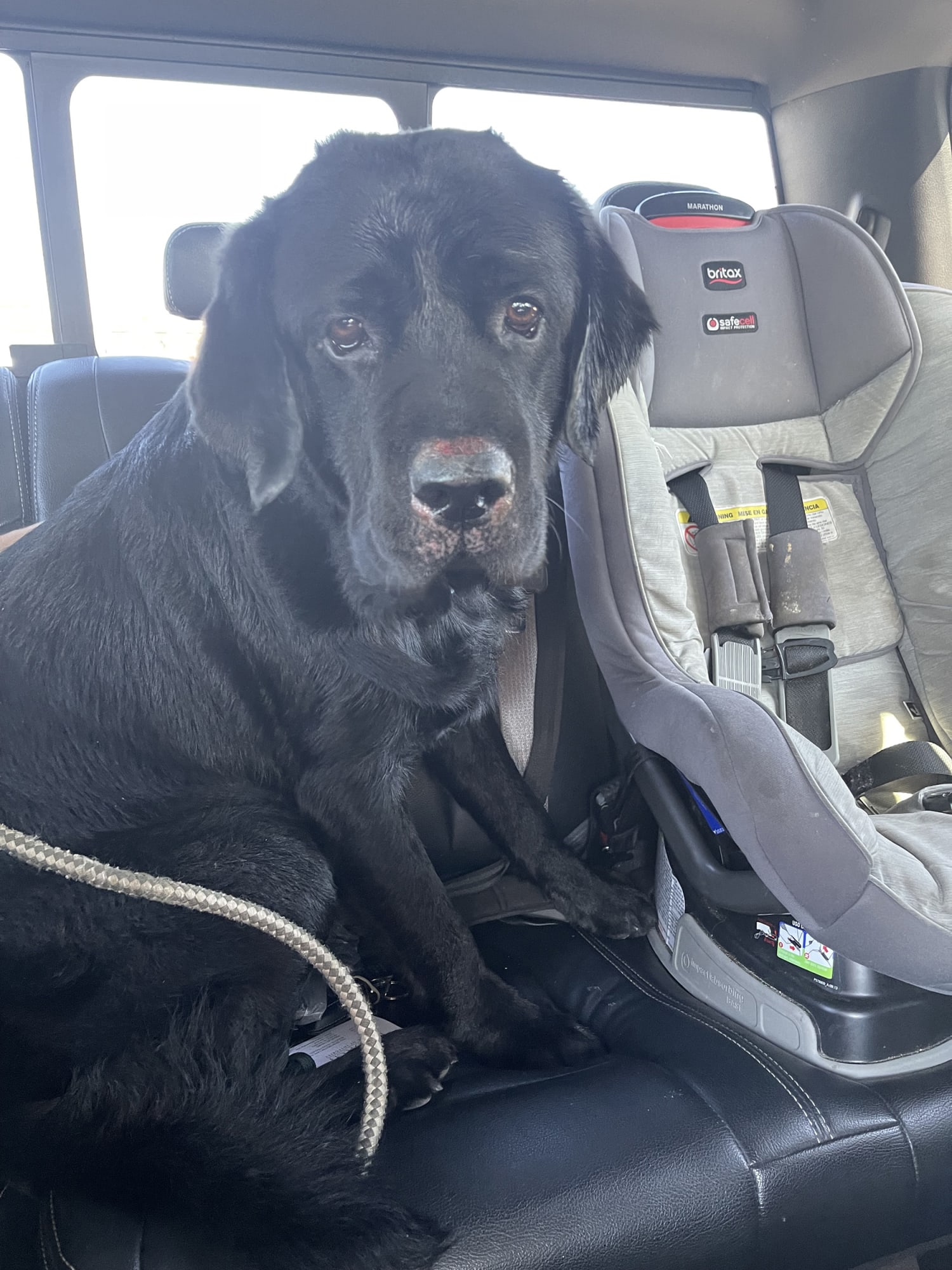 labrador gone off food