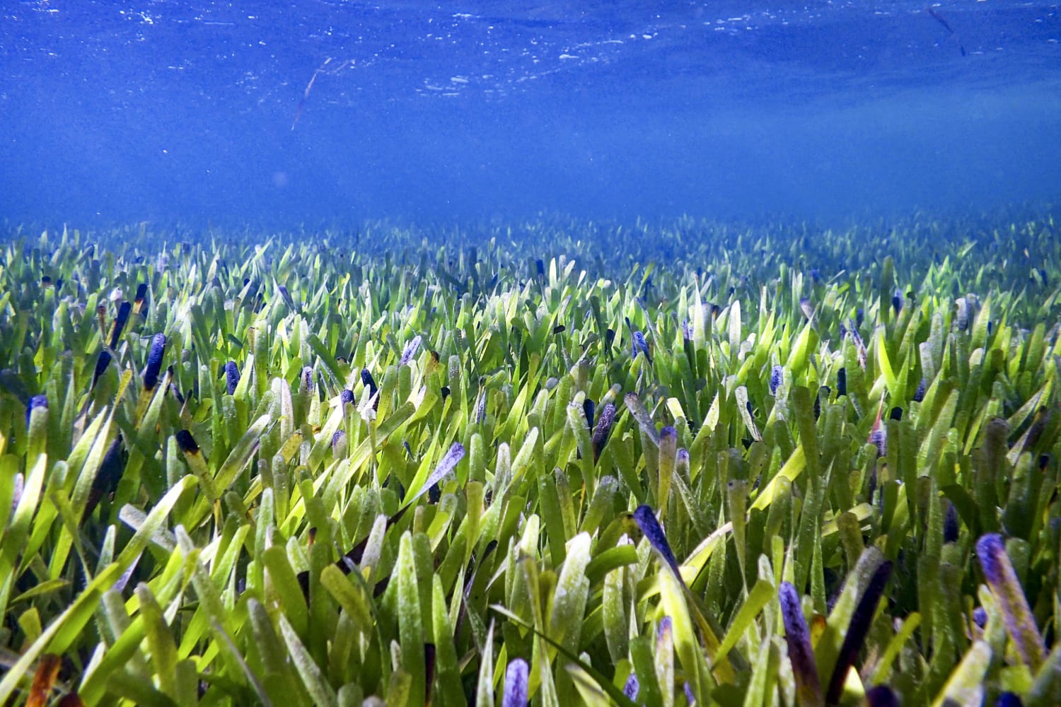 World's largest plant is a vast seagrass meadow in Australia