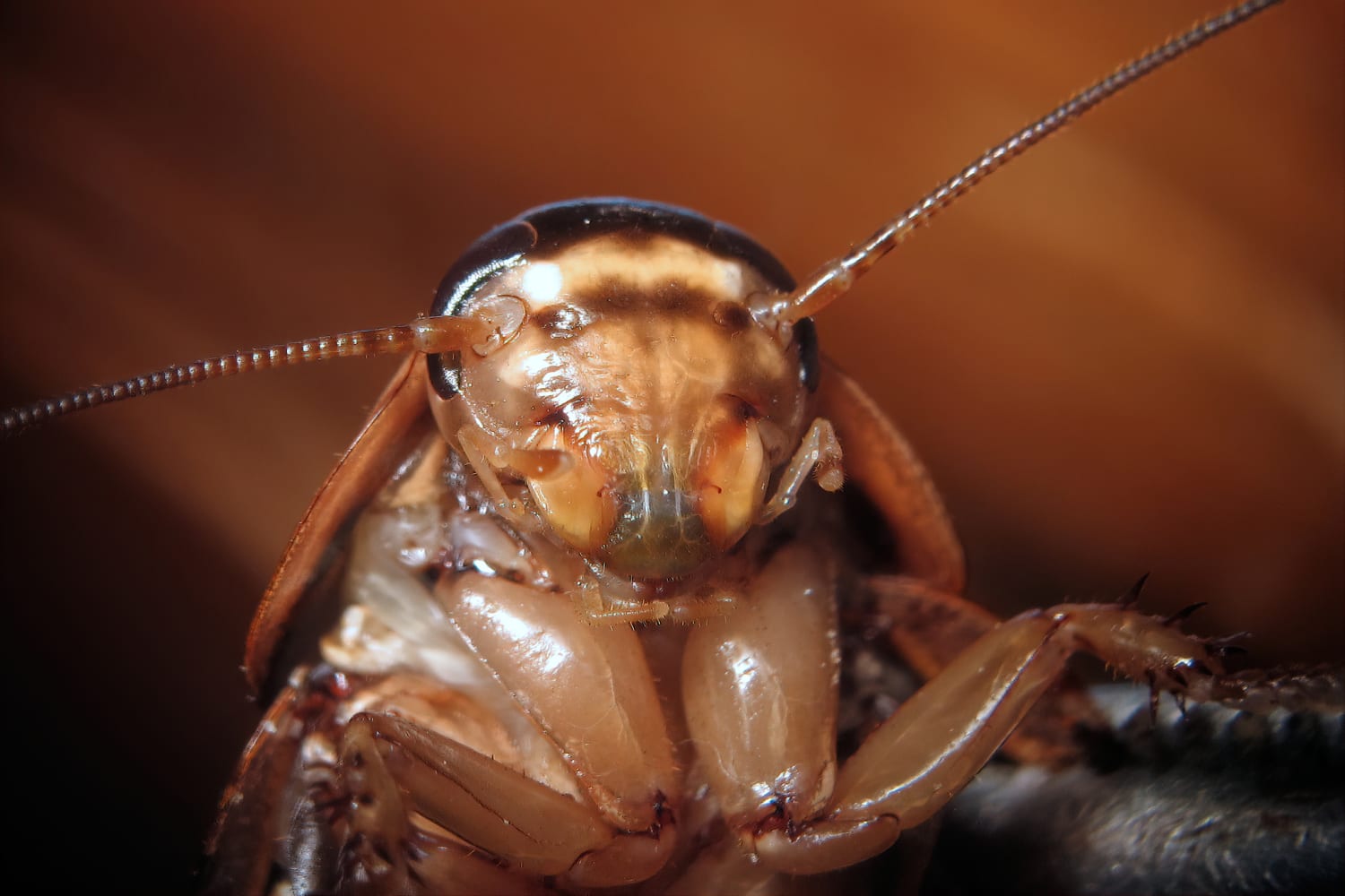 cockroach exterminator near me cost