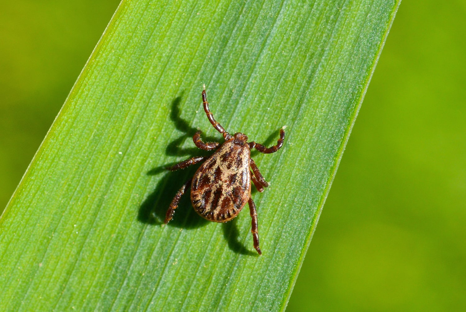 14 percent of world population may have had Lyme disease, research finds