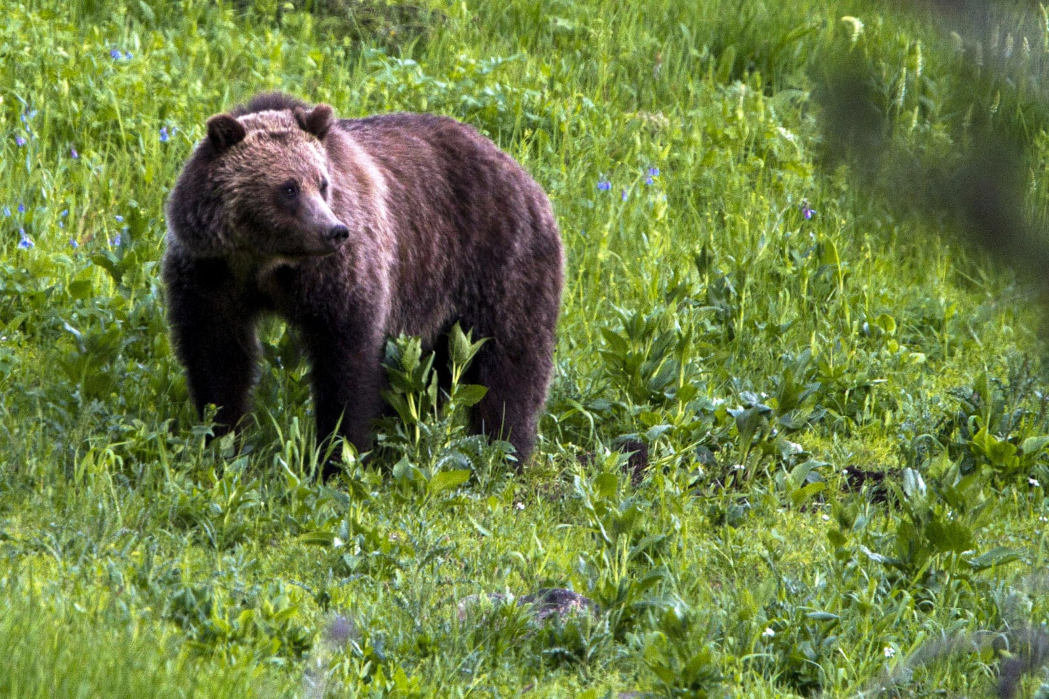Near bear. Медведь Гризли. Медведи Гризли Йеллоустоун. Мечка медведь. Синий медведь в природе.