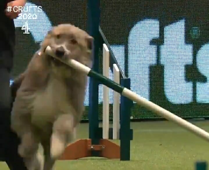 Kratu crufts 2024