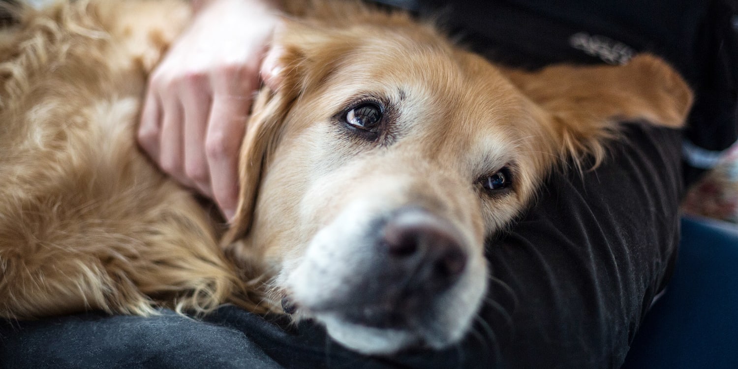 what dog diseases can be transmitted to humans