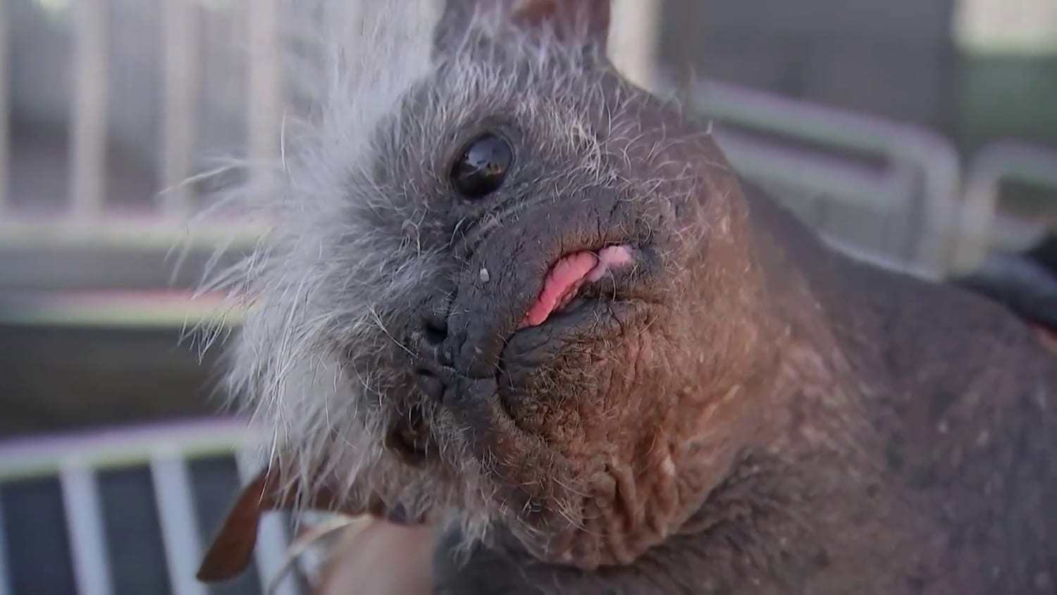 Meet the winner of the 'World's Ugliest Dog' competition