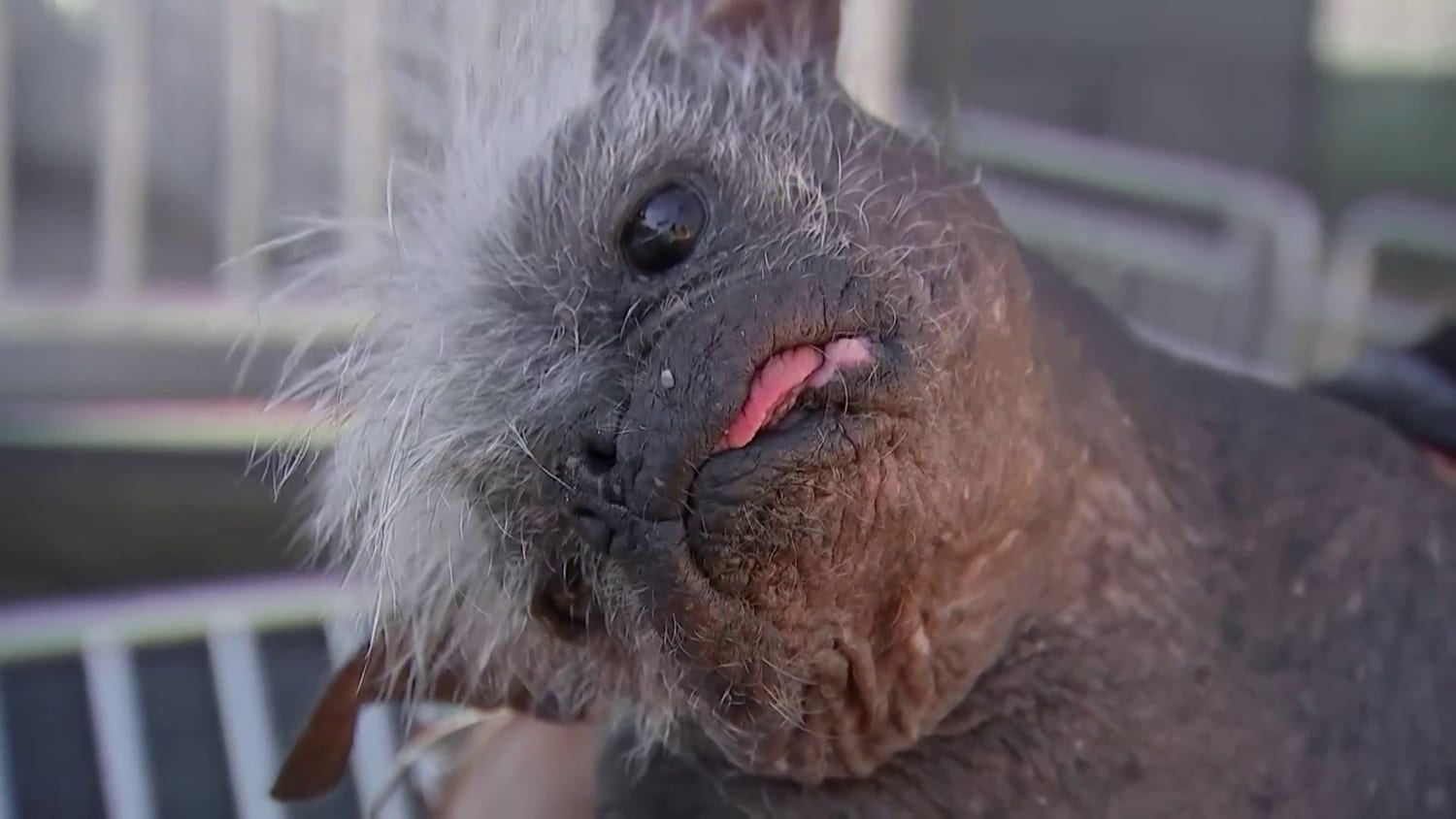 where is the worlds ugliest dog contest held