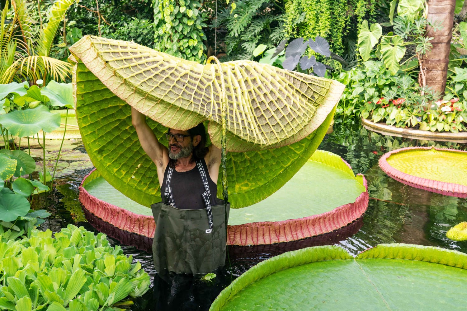 Discover the Worlds Largest Waterlily With Impressive Bearing Capacity 