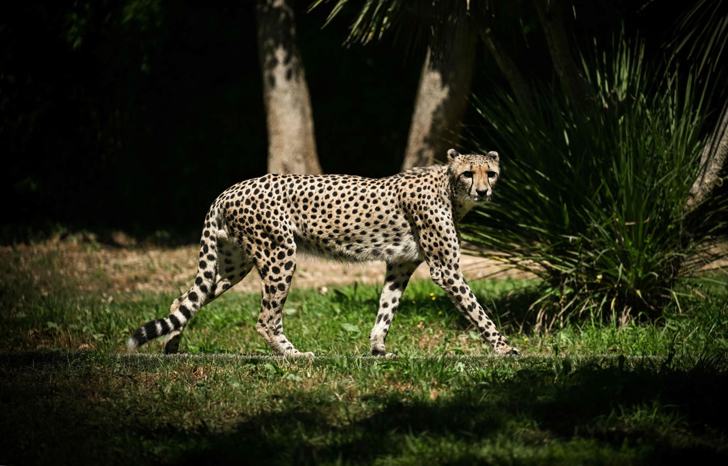 Wild cheetahs to prowl in India for first time in 70 years