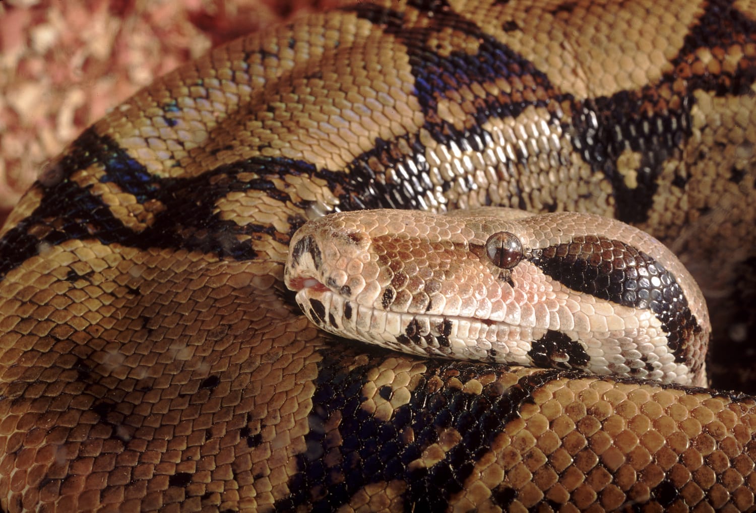 Newly purchased and new to snakes. Scale rot? Trauma? My son is in love  with this snake and worried to death. We've only had him 24 hours. :  r/ballpython