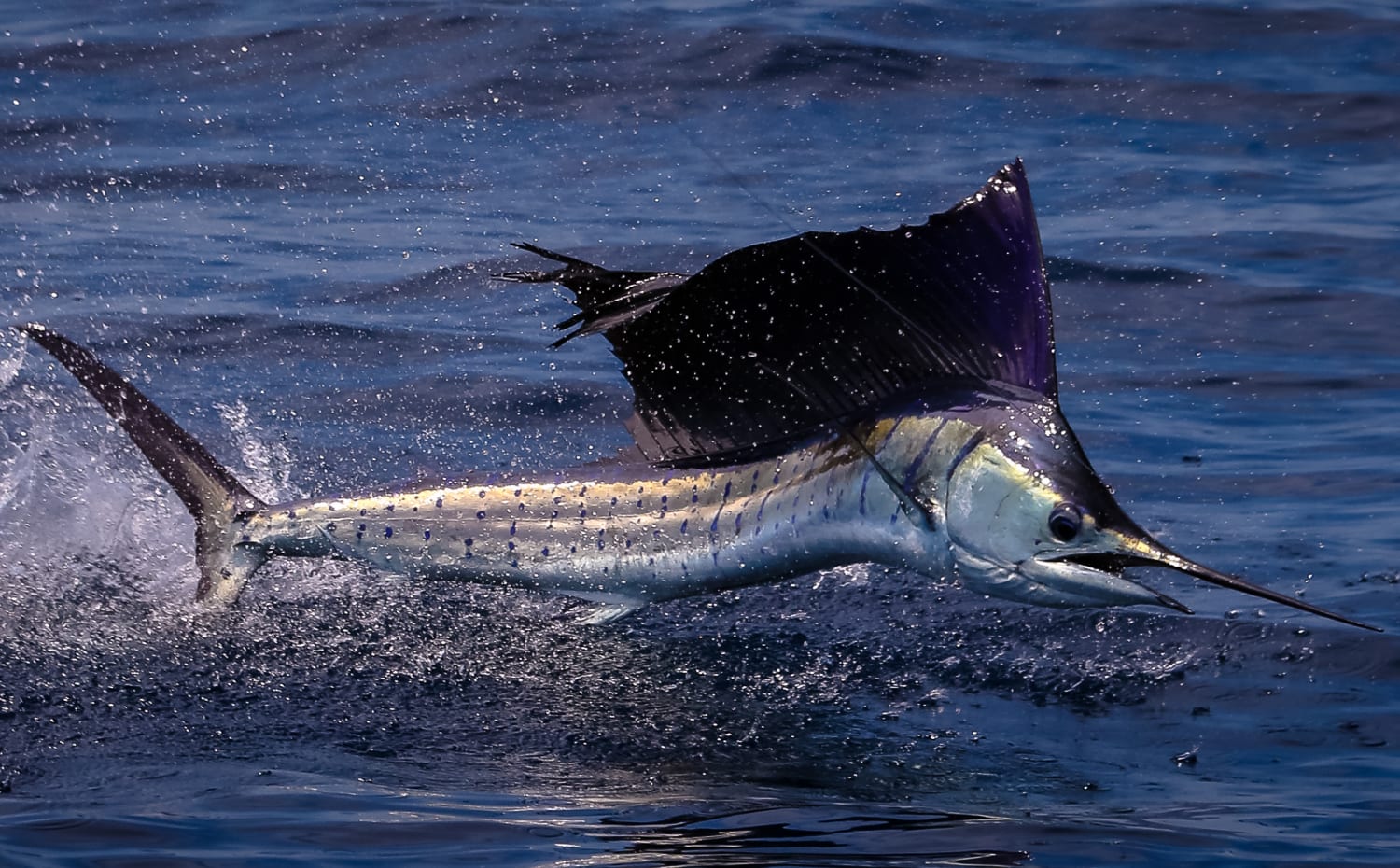 100-pound sailfish stabs woman, 73, on fishing boat after leaping