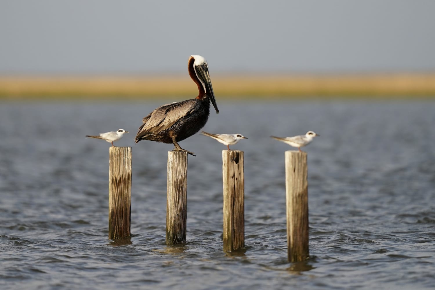 Pelicans