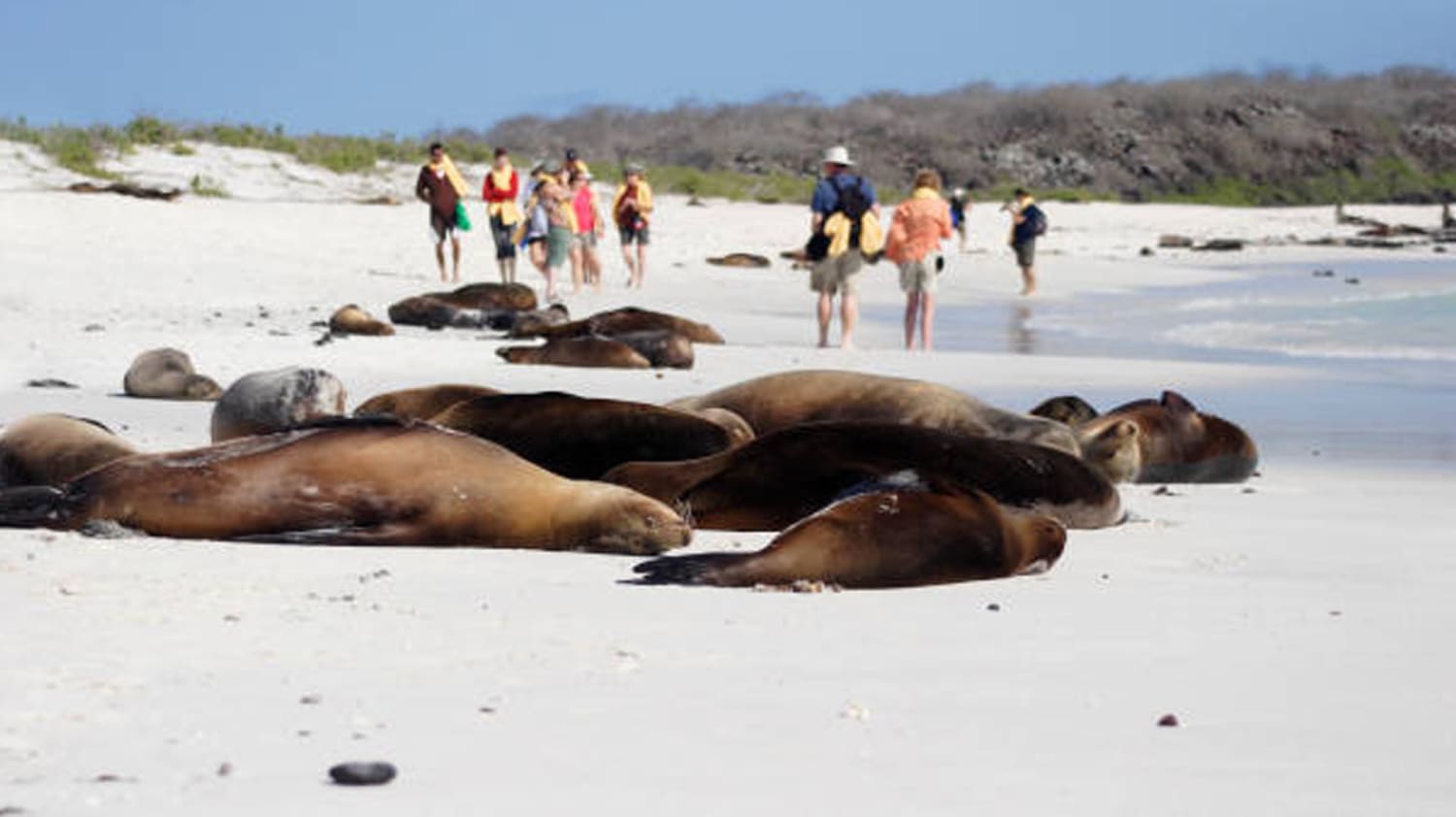 Leones marinos ahuyentan a turistas de una playa en minutos