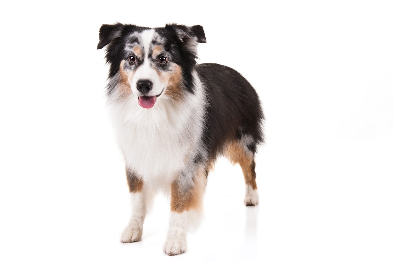 What Is The Best Breed Of Dog For A Family   Best Family Dogs Miniature American Shepherd Bfa743 