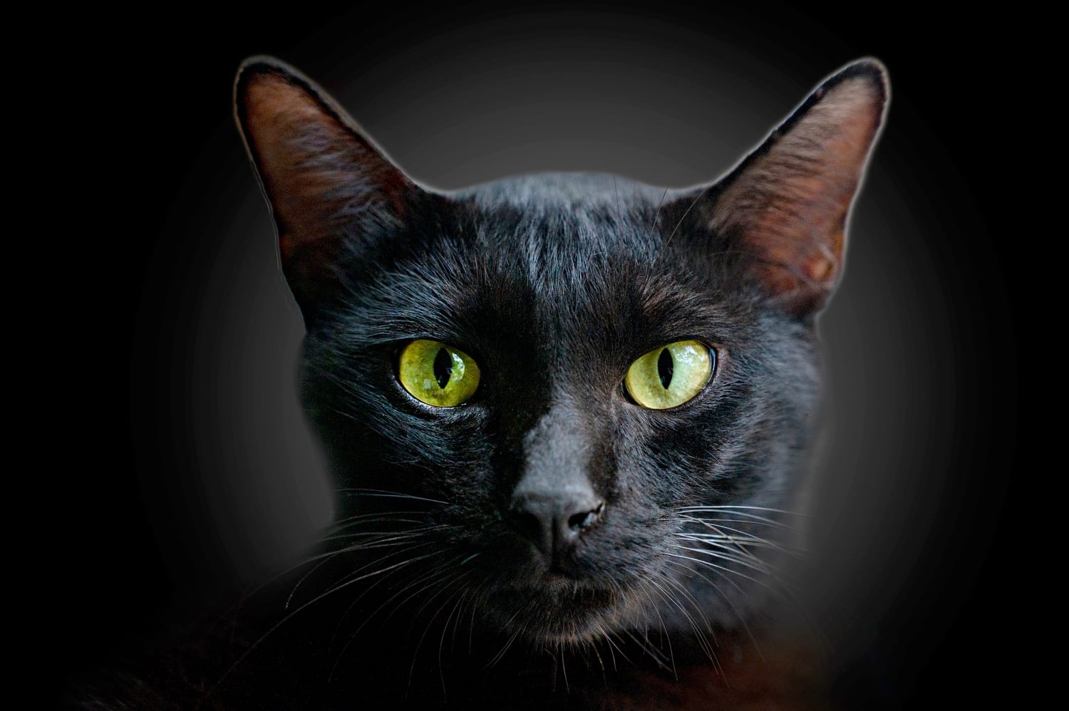 145 Black Cat Names for Males and Females - Good Names for Black Cats